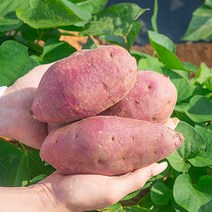 [착한손] 달콤퍽퍽 햇 밤고구마 세척 고구마, 고구마 4kg (밤고구마/특)