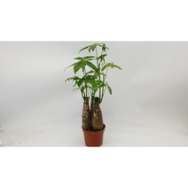 파키라 3목대 중소품-묘목