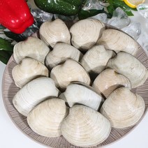 살아있는 돌조개 1kg 10마리 내외 1kg 3kg 5kg, 돌조개1kg