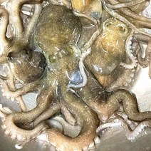 낙지 500g 남해안 손질 낙지 2-4미 낚지볶음 스테미너 보양식 낙지덮밥, 1개