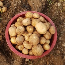 [강원도유기농감자] 친환경 강원도 감자 중품 10kg, 단품