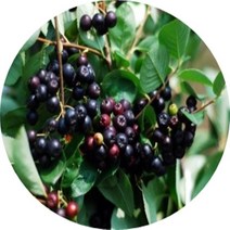 아로니아 블랙초코베리 2년생10주