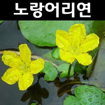노랑어리연 화분1개/수생식물