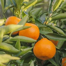 영화청과 특급 국내산 한라봉 5kg 못난이 한박스, 상세페이지 참조, 상세페이지 참조, 상세페이지 참조