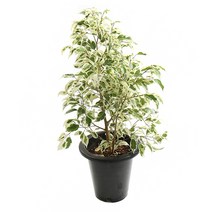 갑조네 공기정화식물 스트라이트벤자민 칼라벤자민, 스트라이트벤자민(중품), 1개