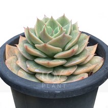 군기-에케베리아/로제트/촘촘한잎/주걱형/반려식물