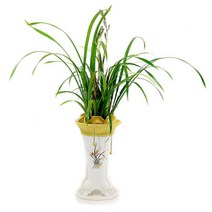 [젠틀맨플라워] 타이페이[OW-4048] [난/동양난/화분/개업화분/감사선물/개업식화분/축, 상세 설명 참조, 종류:타이페이[OW-4048]