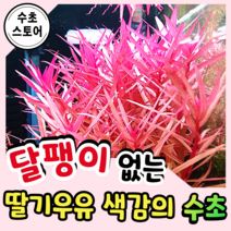[수초스토어] 검역 네사에아크라시카울리스 3촉 / 구피 새우 어항 수초 쉬운 예쁜 은신처 전경 중경 후경 초보 풍성한 붉은 무이탄 치어 베타 열대어 베타 물고기 포트수초 부상수초