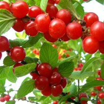 앵두 R4cm 결실주(분) 나무 D113