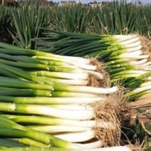 깐깐한대파 (깐깐한 대파)국내산 용인 이천 여주 깐대파 국산대파 5kg 10kg, 손질대파(뿌리있음)_10kg