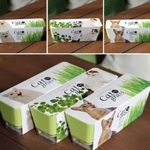[천삼백케이] [오너클랜] 키우기쉬운 고양이풀 캣닢 재배 투톤화분 세트