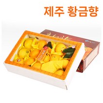 참좋은 제주 황금향 산지직송, 제주 황금향  5kg 중과 (16~24과 내외), 1개