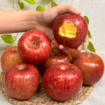 경북 햇 홍로 부사 사과 고당도 꿀사과, 10kg 중소과 (39-43과), 가정용 사과