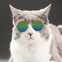 펫데일리 고양이 강아지 안경 냥글라스 도글라스 선글라스, 골드테안경, 1개