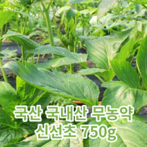 국산 국내산 무농약 신선초 750g 생 신선초 나물 뿌리 녹즙재료 즙용 주스용 녹즙용 채소 야채 건강즙 건강 주스 쥬스 신선초쌈 유기농신선초, 국산 국내산 무농약  신선초 750g