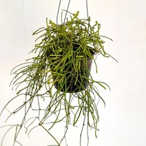 는 식물 희귀 집이건조할때 키우기쉬운 공기 실내 행잉 청정 습도올리기 스파이더맨, 본상품선택