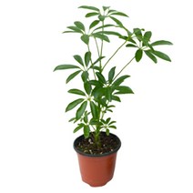 팡팡플랜트 실내 공기정화식물, 1개, 홍콩야자(10cm)