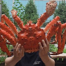 [킹크랩살] 이강크랩 맛최고 살아있는 라이브 레드 킹크랩, 1마리, 2.5kg
