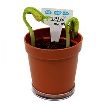 사이언샵 강낭콩기르기/강낭콩한살이(팻말)(1인용)