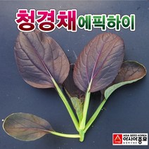 아시아종묘 청경채씨앗종자 에픽하이 (500립)