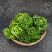 더드림농장 GAP인증 모듬유럽쌈채소 샐러드 500g, 1박스, 500g 이내