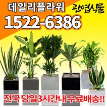 개업축하화분배달 개업식 인테리어식물 집들이 선물 금전수 스투키 산세베리아 만냥금 뱅갈고무나무 떡갈나무 알로카시아 소철 극락조 파키라 거실화분 실내화초, (선택27)크로톤