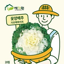 아시아종묘 꽃씨앗종자 고급꽃씨 꽃양배추 가모메화이트 (20립), 단품없음