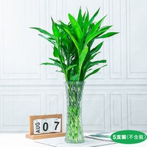 부귀죽 수배 식물 분재 화훼 녹식 실내 꽃 거실 수양 녹라 대엽 운반 대나무 마디 높이 부귀죽(60-70cm) 5개, 5 개의 자산 대나무 (60-70cm) 5 병 없음