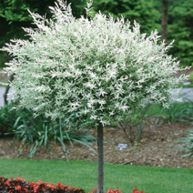 틔움해찬농원 화이트핑크셀릭스 묘목 10주 SET 삼색버들 나무 묘목, 1개