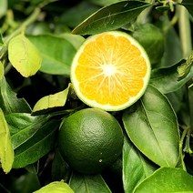 제주 무농약 청귤 풋귤 2kg