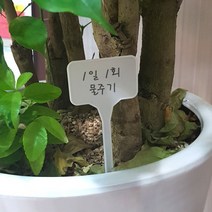 텃밭푯말 실내식물이름 텃밭이름표 실내화초이름