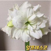 아마릴리스 구근(알프레스코)