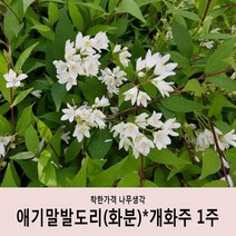 착한가격 나무생각 애기말발도리(화분)*개화주