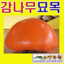 (G소망)야오끼 개량대봉 감나무묘목 접목1년 2그루