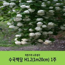 착한가격 나무생각 수국백당H1.2(1m20cm)