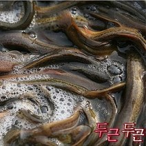 전복마을 자연산 미꾸라지, 1개