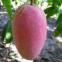 레드애플망고나무/포트묘/묘목/c1017, 1개