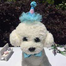 허니수니 강아지 생일 파티 고양이 꼬깔모자 리본타이 세트 모자목걸이, 1개, 하늘
