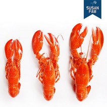 프리미엄 캐나다 랍스타 1마리 자숙랍스터 다양한 사이즈, 400-450g