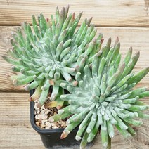 다육식물(에둘리스)6 랜덤 발송