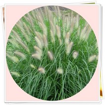 수크렁 수크령 강아지풀 9치분