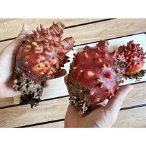 울릉도 자연산 꽃멍게 500g마다+(100g더), 꽃멍게(큰놈만)500g마다+(100g더)