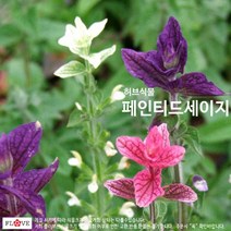 페인티드세이지