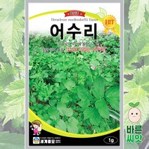 어수리 씨앗 1g / 다년생 토종 민속 채소 산 나물 봄 가을 뿌리 한약재 악초 종자, 1개
