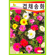 겹채송화 꽃씨앗 1000립, 1개