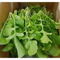 국산 와일드루꼴라 300g 500g 1kg 베이비루꼴라 샐러드채소 쌈채소 샐러드 채소 와일드 베이비 루꼴라 식용허브