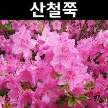 산철쭉 나무 묘목 키30cm 1단 5개/정원/공원/조경수