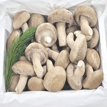 송이송향버섯 송화버섯 송고버섯 착한송이 농가직송 무농약친환경, 1박스, 실속형1kg