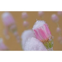 로단테씨앗 혼합종 (화이트) 20립 (CN)