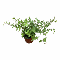 그린플랜트 공기정화식물 드림캣츠아이비 1+1